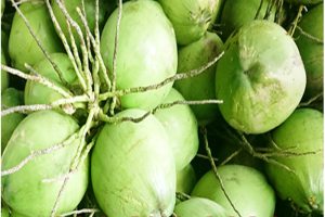 Fresh young coconut from Viet Nam from Vietnam